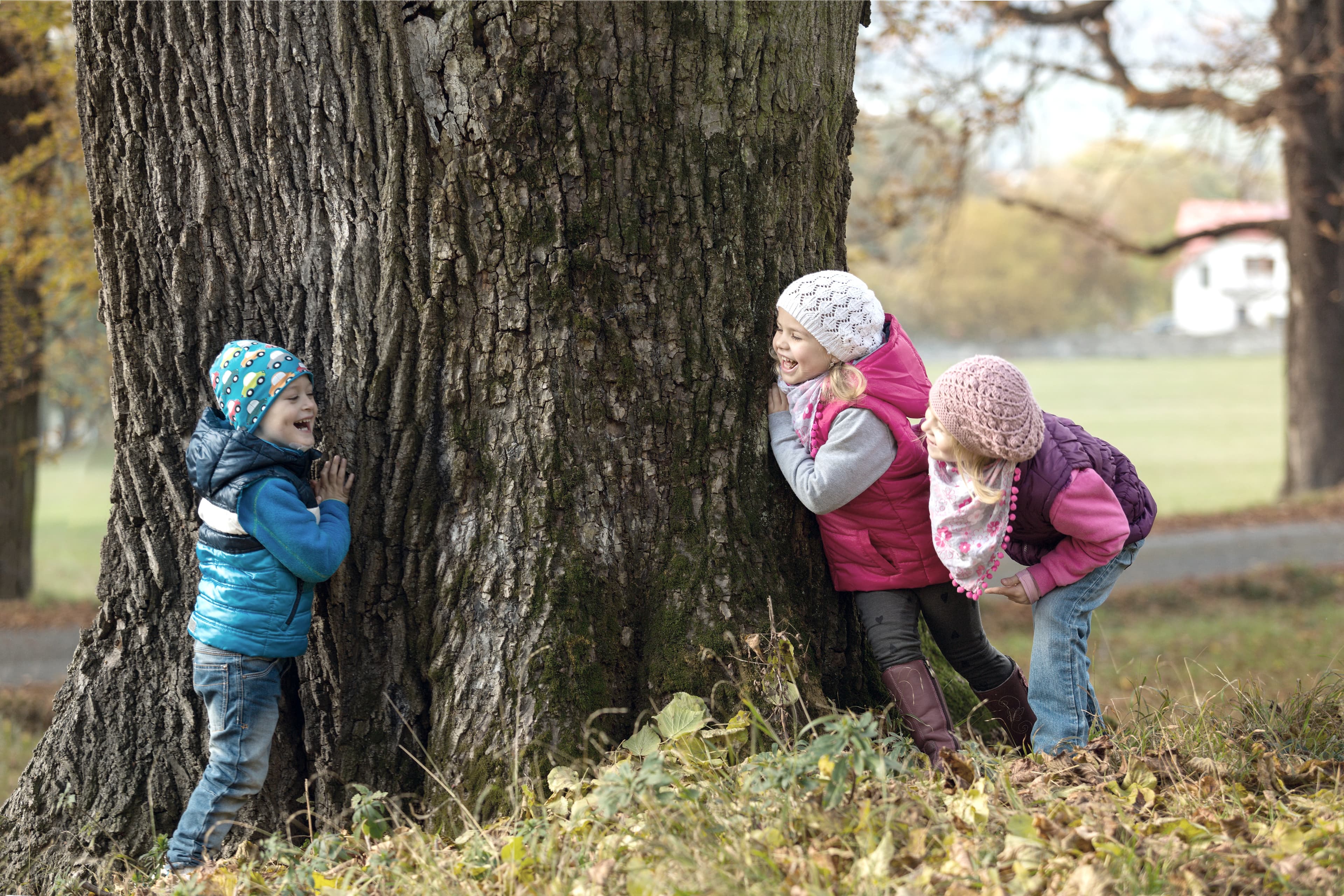 A group of children playing hide and seek around the trunk of a tree.